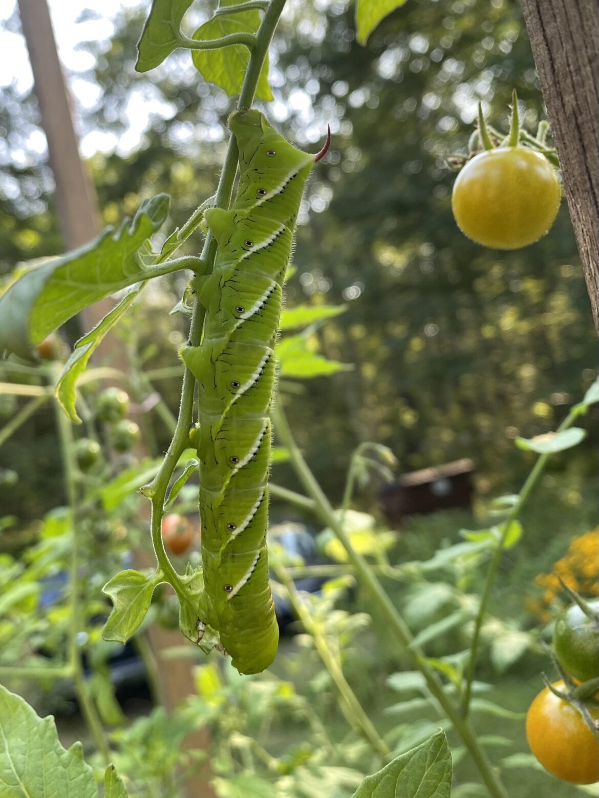 This fellow got so big he was taking bites out of my cherry tomatoes