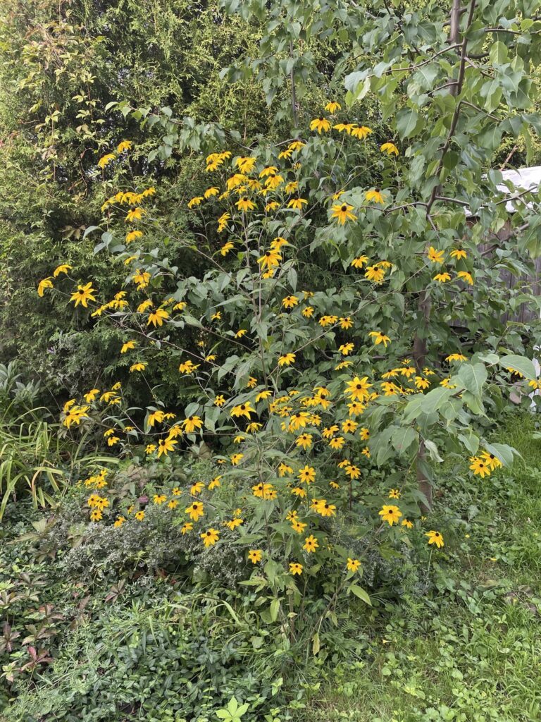 No lawnmower used in the backyard for 2 years, no watering, no chemicals, almost no weeding. Started from a regular lawn and stopped doing maintenance. Now even during the hottest period of the year nothing dries out. There are beautiful yellow flowers everywhere, too.