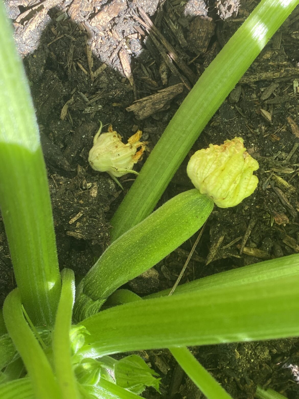 I noticed my first few babies today!!! I’m a beginner gardener with a small garden box so this is very exciting😭