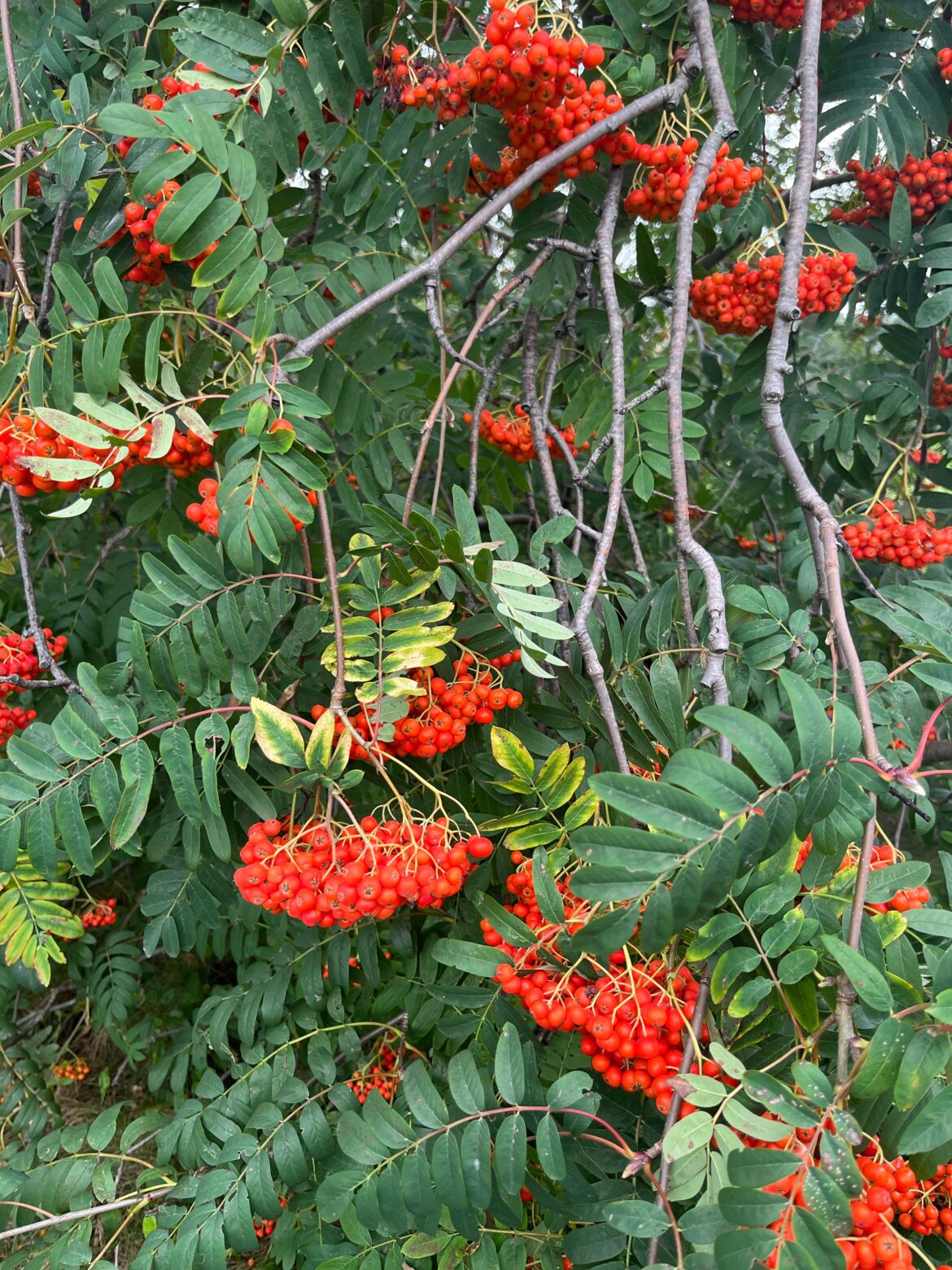 What are these called? Are they poisonous? Quinte West, ON
