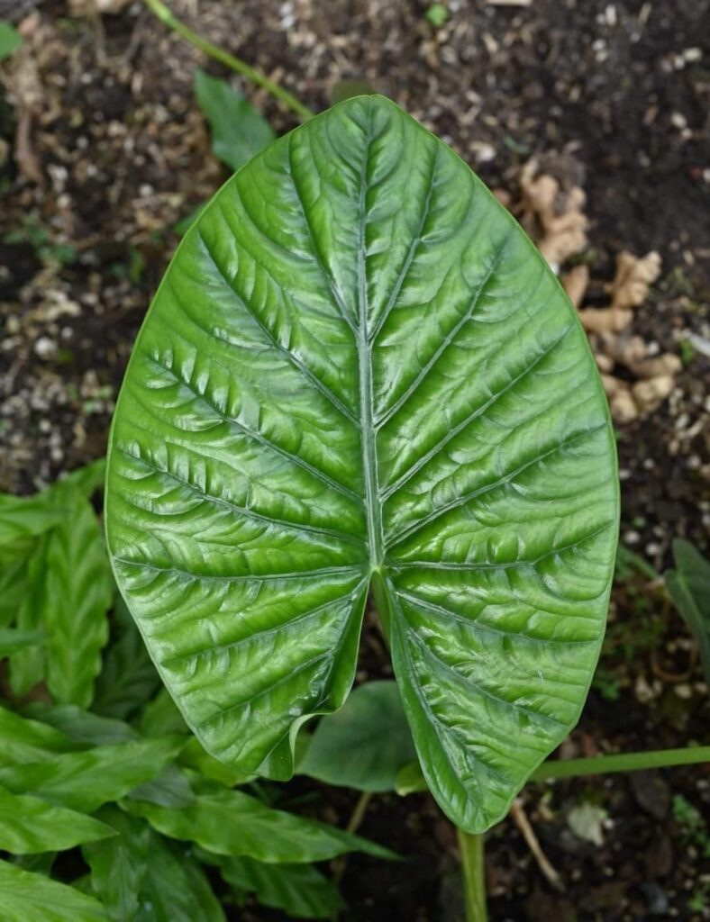 Alocasia 'Lukiwan' (alba x sinuata) reviving after losing all it leaves because i moved it to the ground. 🌱