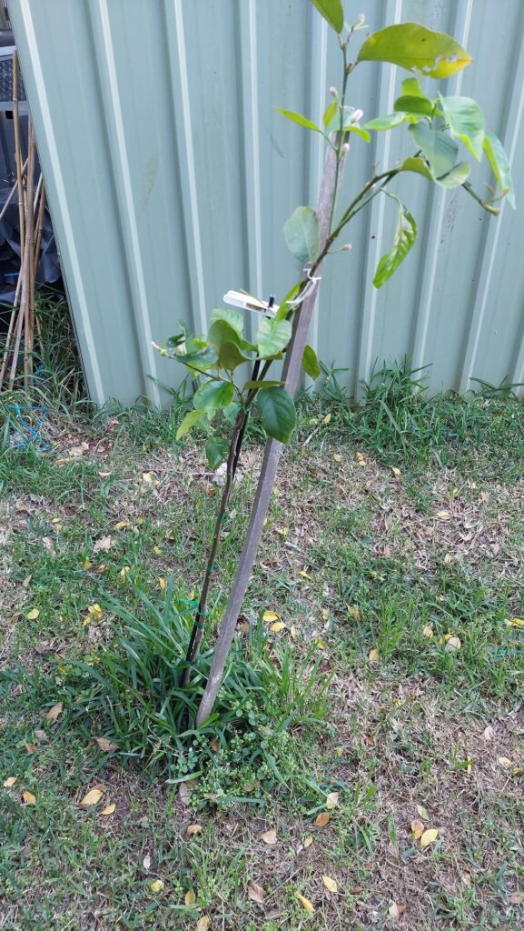 how can i make my lemon tree BIGGER and more thick