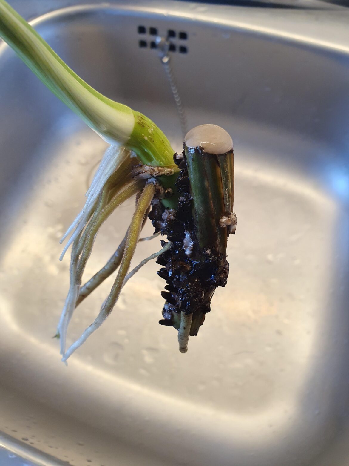 What is this white, wobbly stuff and should I remove it?