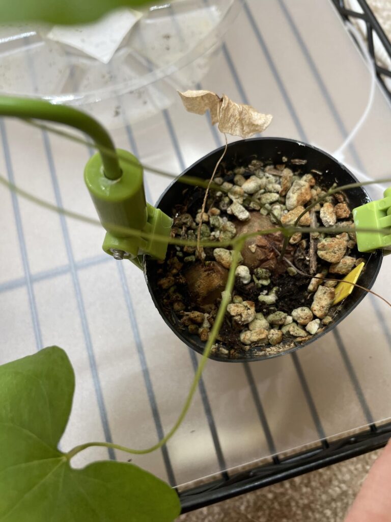 Is it safe to repot my Dioscorea elephantipes now?