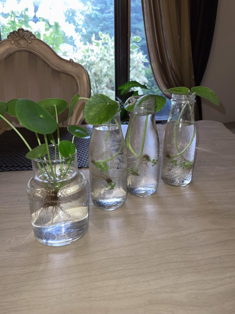 Pilea Peperomioides (Chinese money plant)