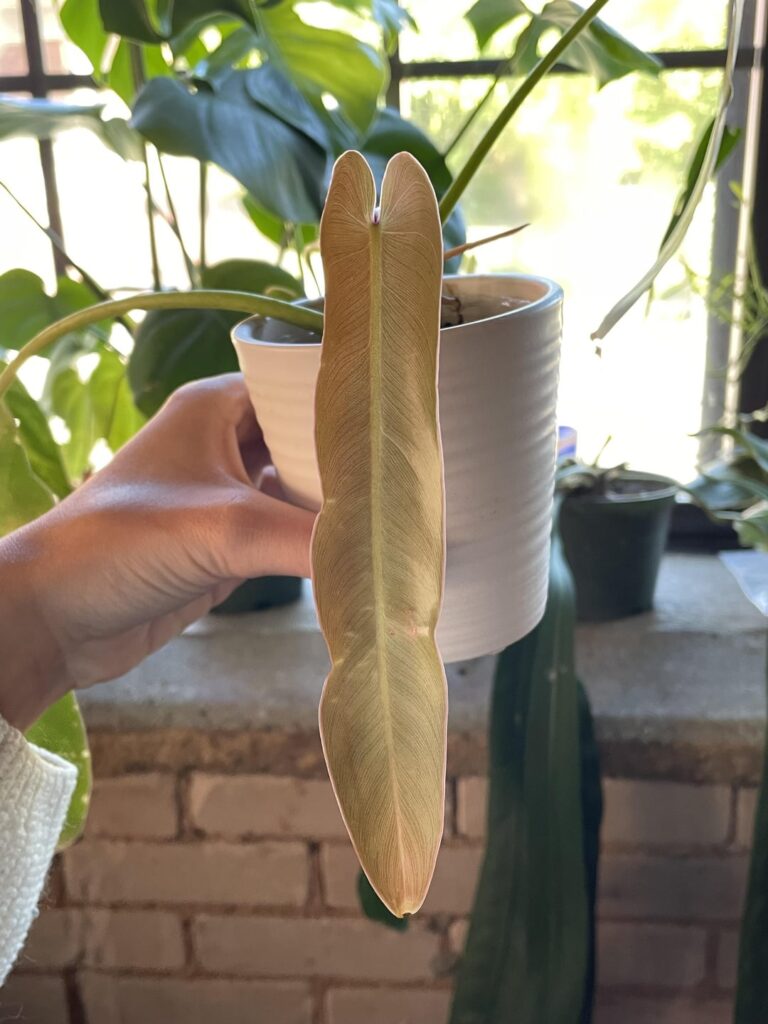 my current Favorite Leaf