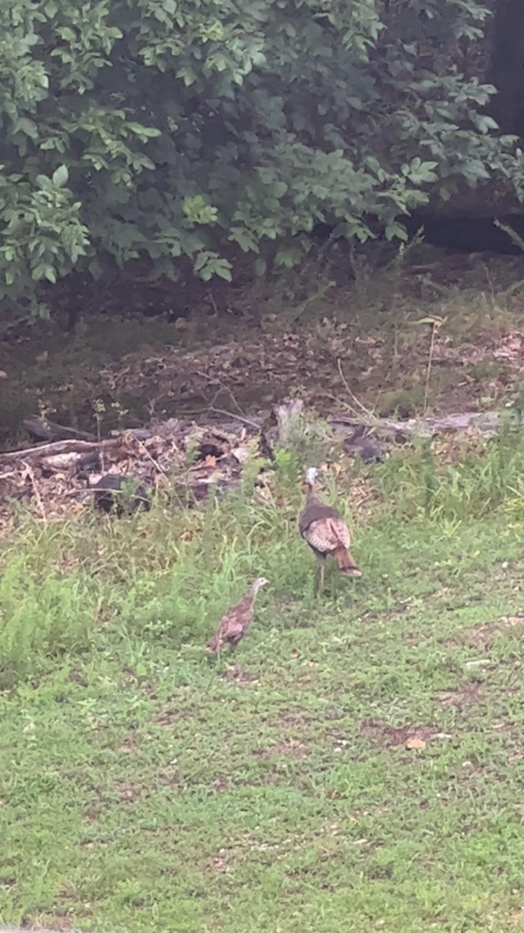 Spotted more wild turkey on the property this AM. Numbers seem to be swelling in this part of Tennessee. This bodes well for the upcoming fall hunting season.