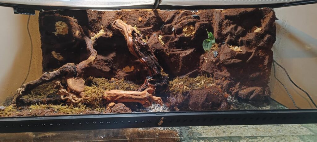 Made my first paludarium