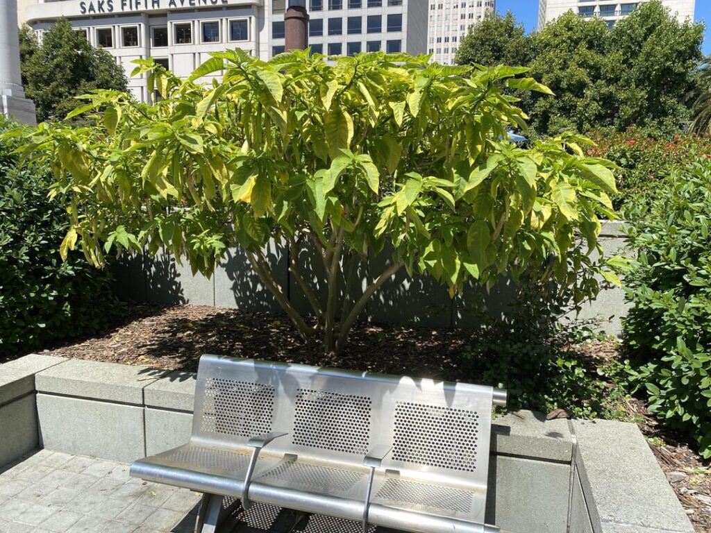 What nutrient deficiency is responsible for this yellowing?