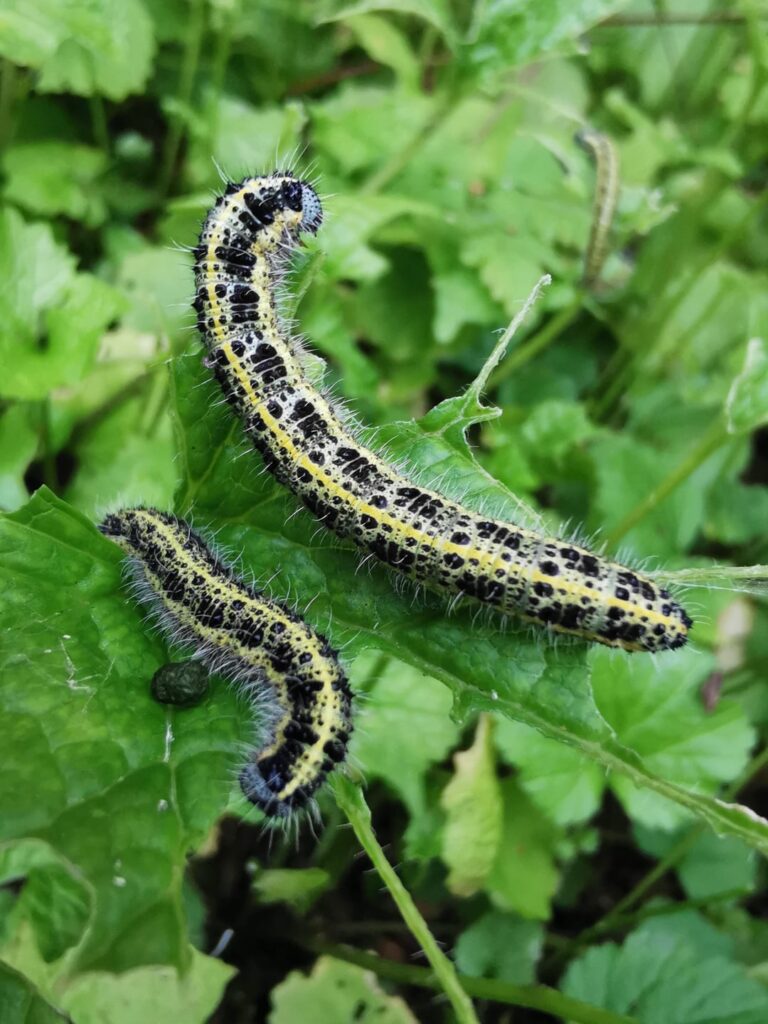 Can anyone identify these guys?