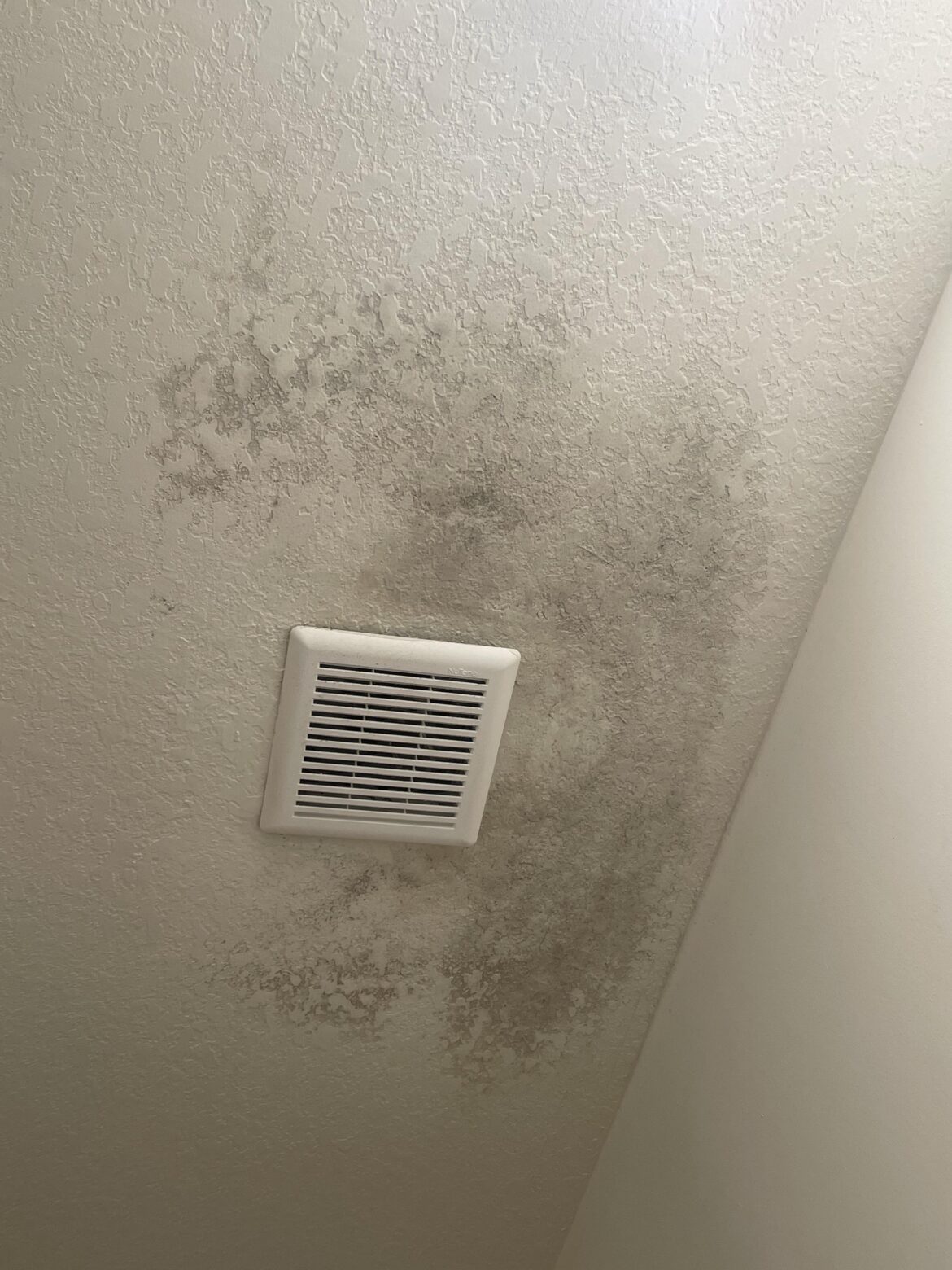 Is this mould?