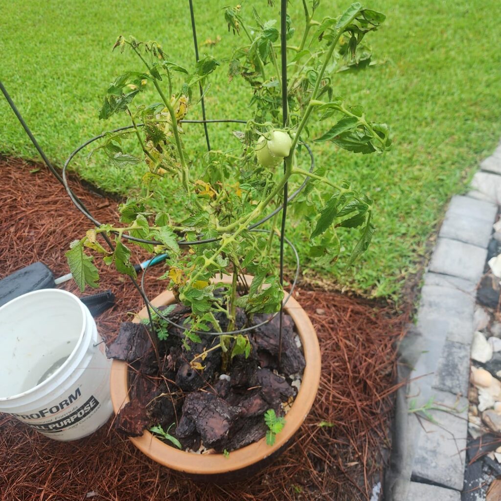 Help!! What is this on my tomatoes?