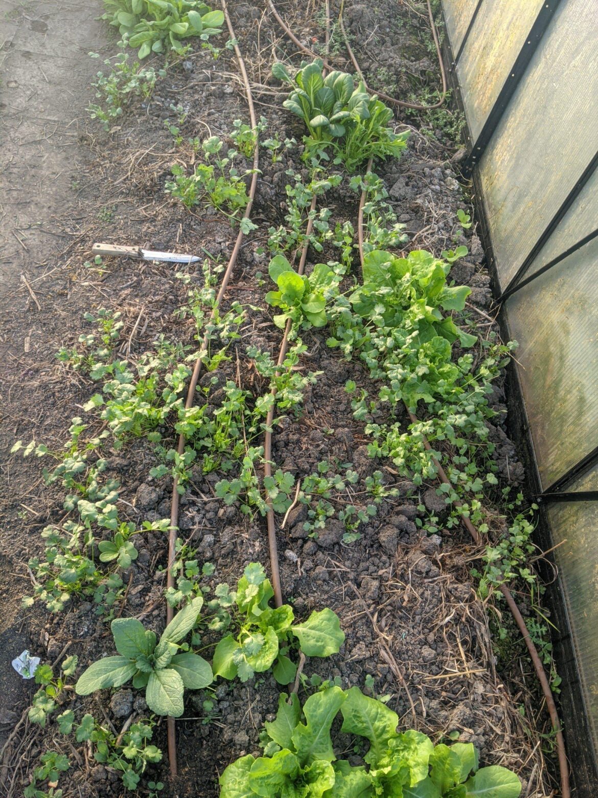 Self seeded garden