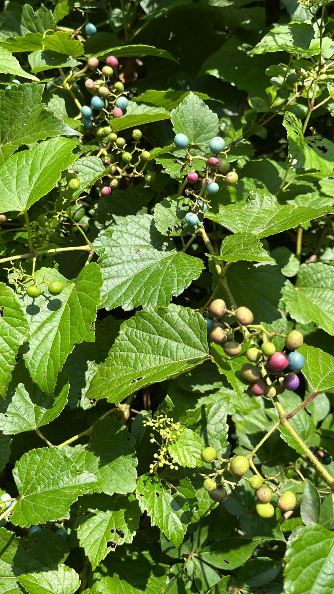 Porcelain Berries?