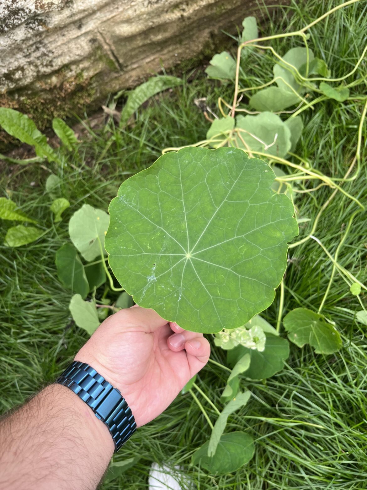 Anyone know what this plant/ weed is? Grows like wildfire and spreads really fast.