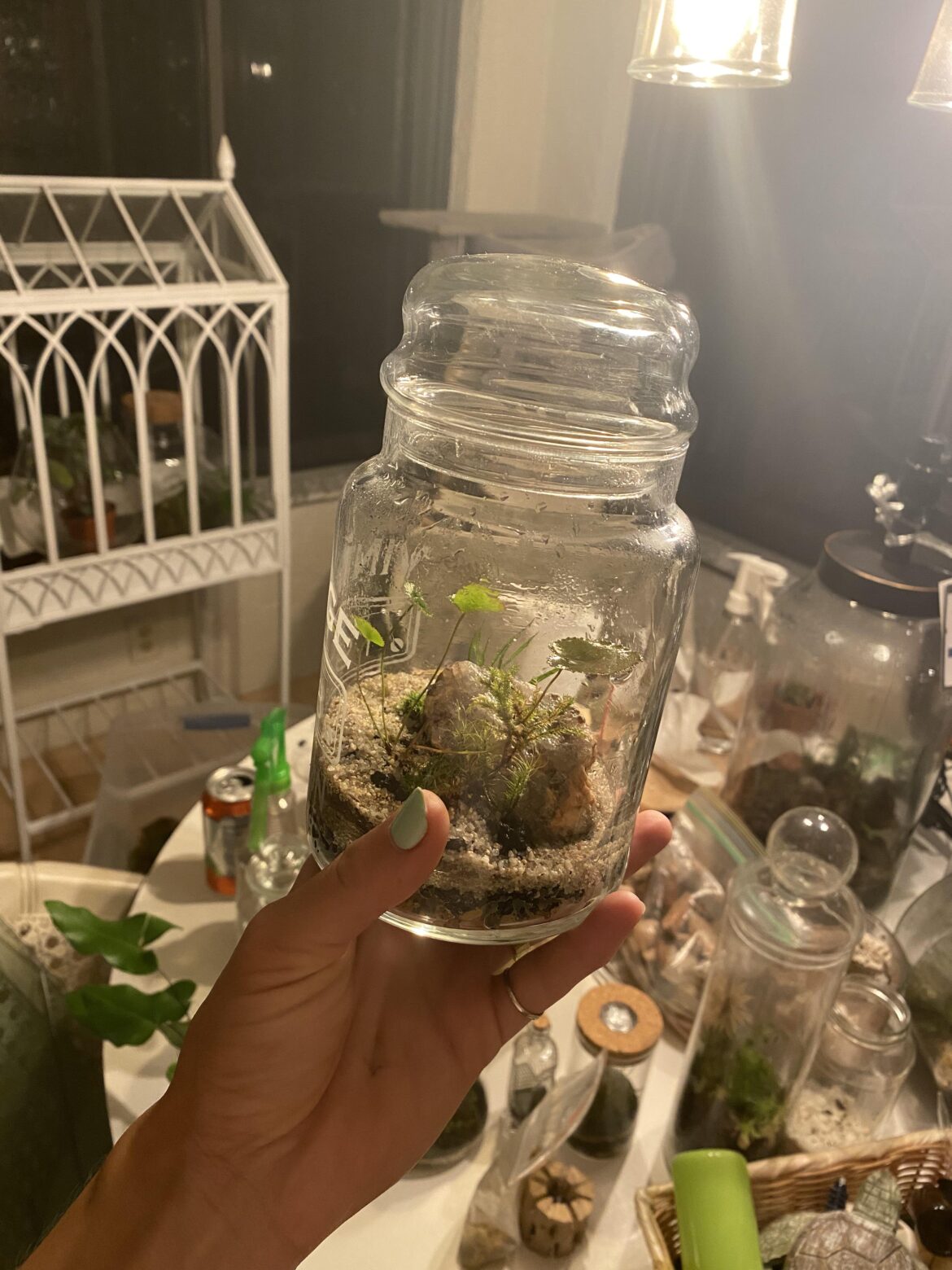 So many terrariums, preparing for this seasons market