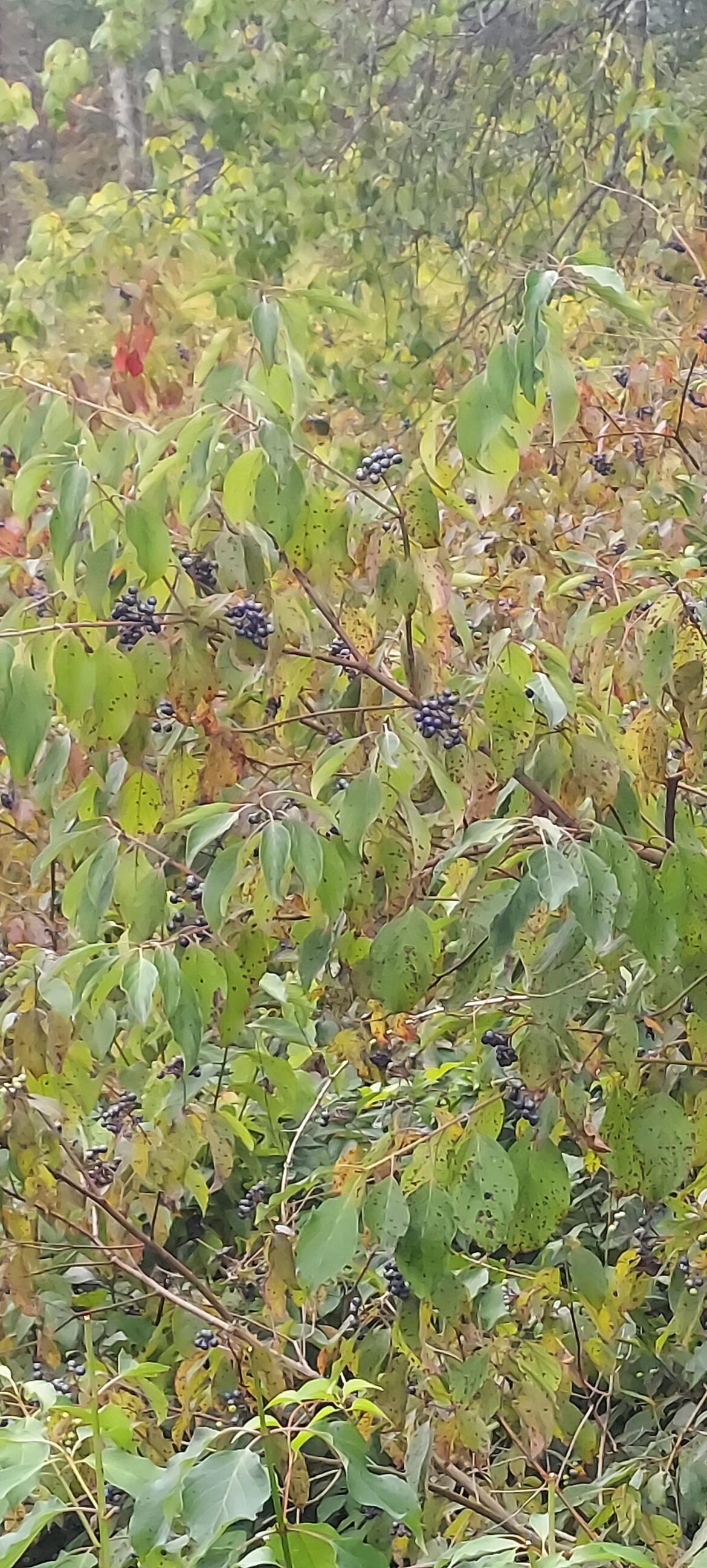 What kind of berries are these? Picture taken in Connecticut.