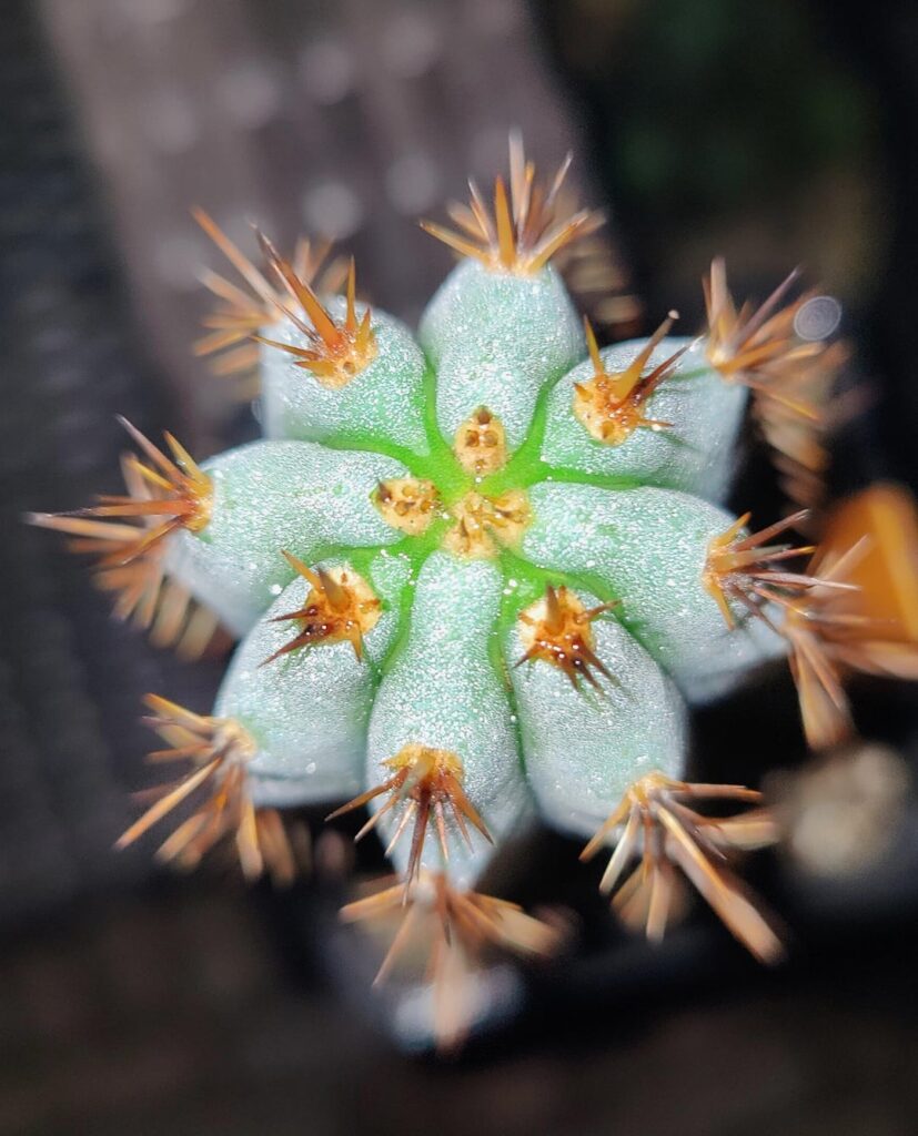 Midnight dew, showing the blue:)