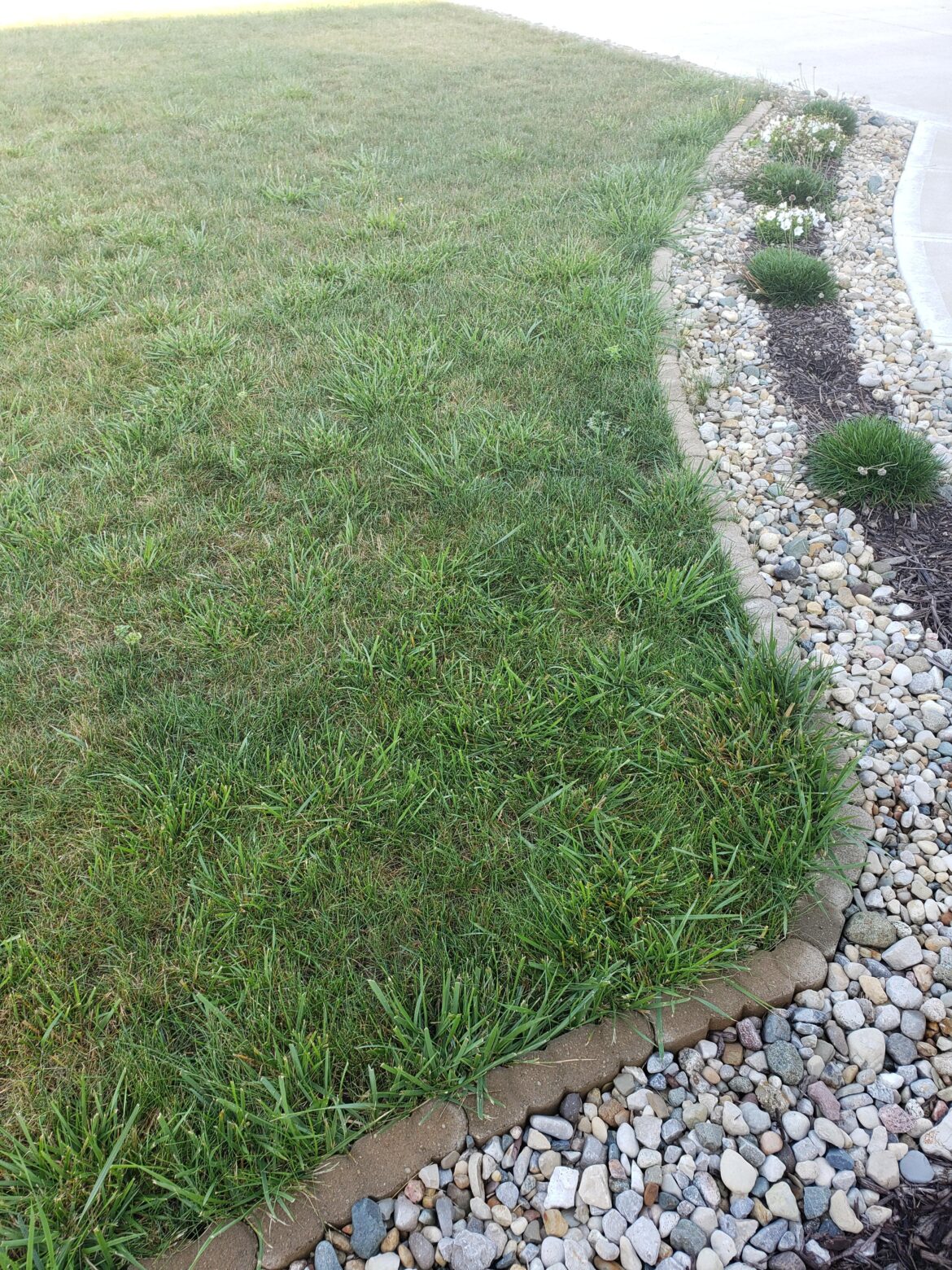 How can I get rid of all these batches of long-blade grass?