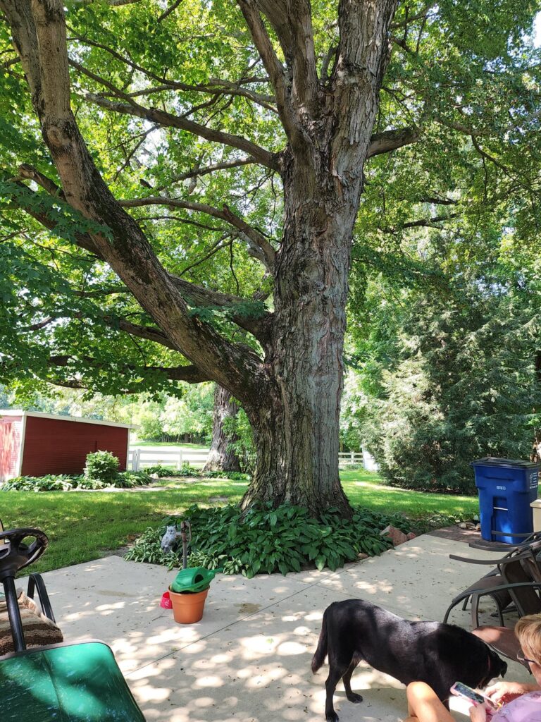 Update on my potentially record breaking maple tree