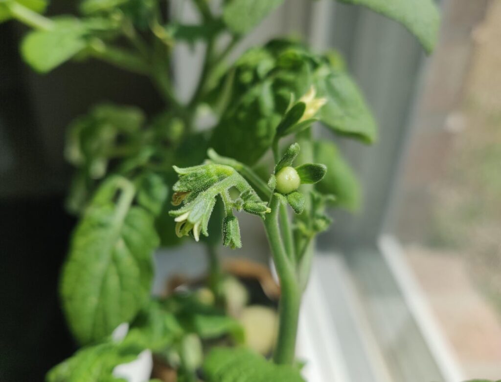 First tomato sighting on my kratky tomatoes! 😁