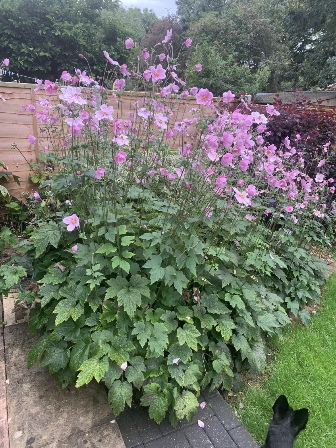 Japanese Anemone flowering so well this year.