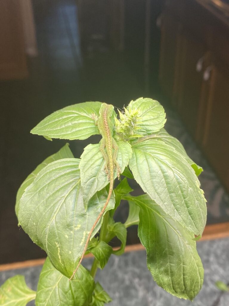 Little lizard on my plant, dunno where he came from but he can stay 🤷