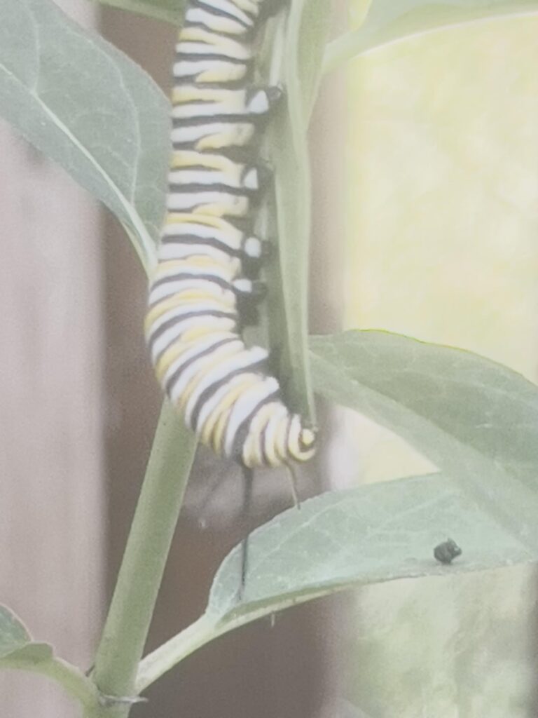 Update on my monarch Update on my monarch