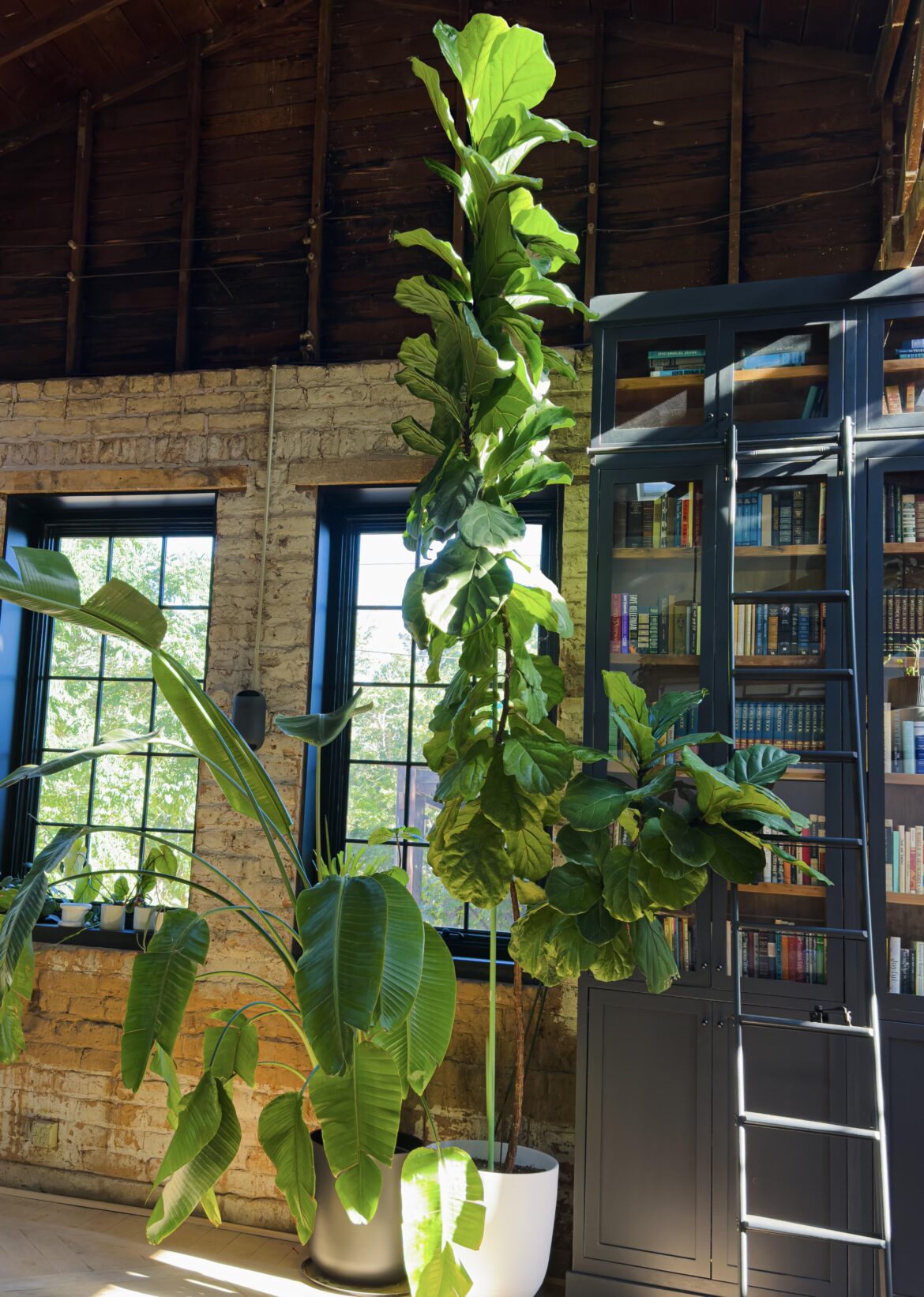 My friend’s 17 foot tall fiddle leaf fig