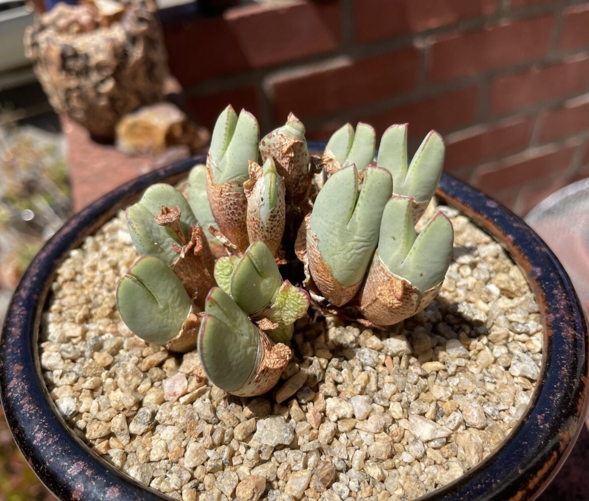 Conophytum bilobum