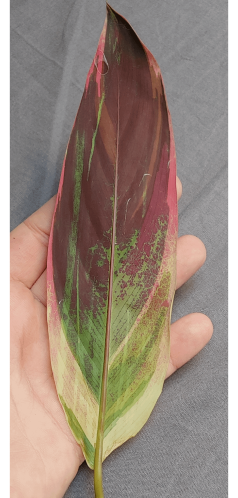 This is some kind of disease?