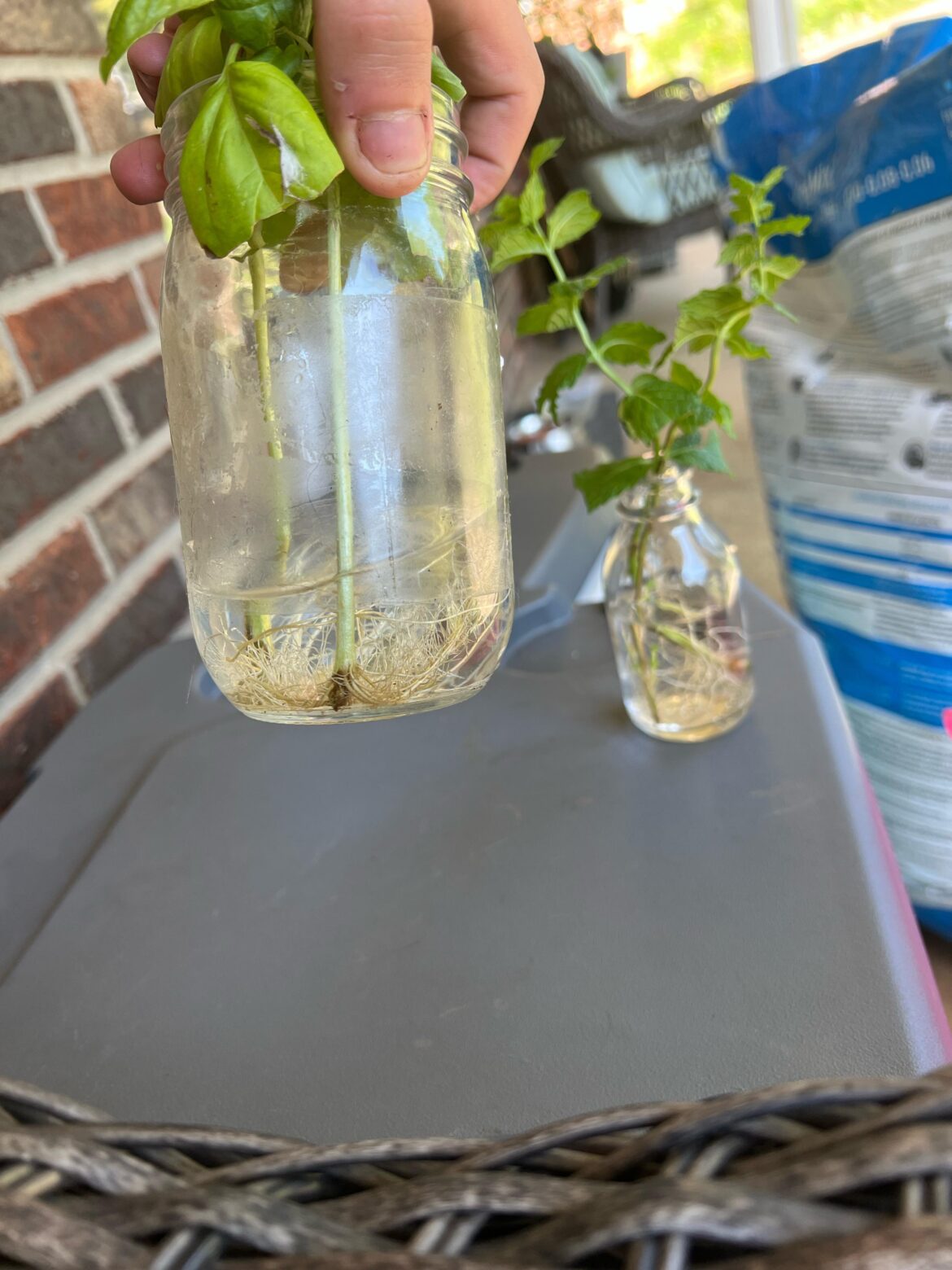 i wish all plants were as easy to propagate as the mints