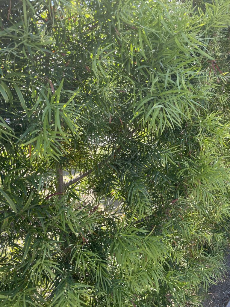 Is this Podocarpus, and what would work well in this narrow area next to a pool?
