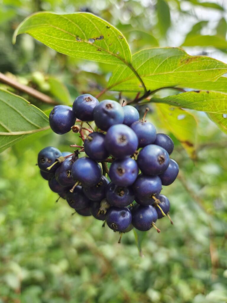 What is this?