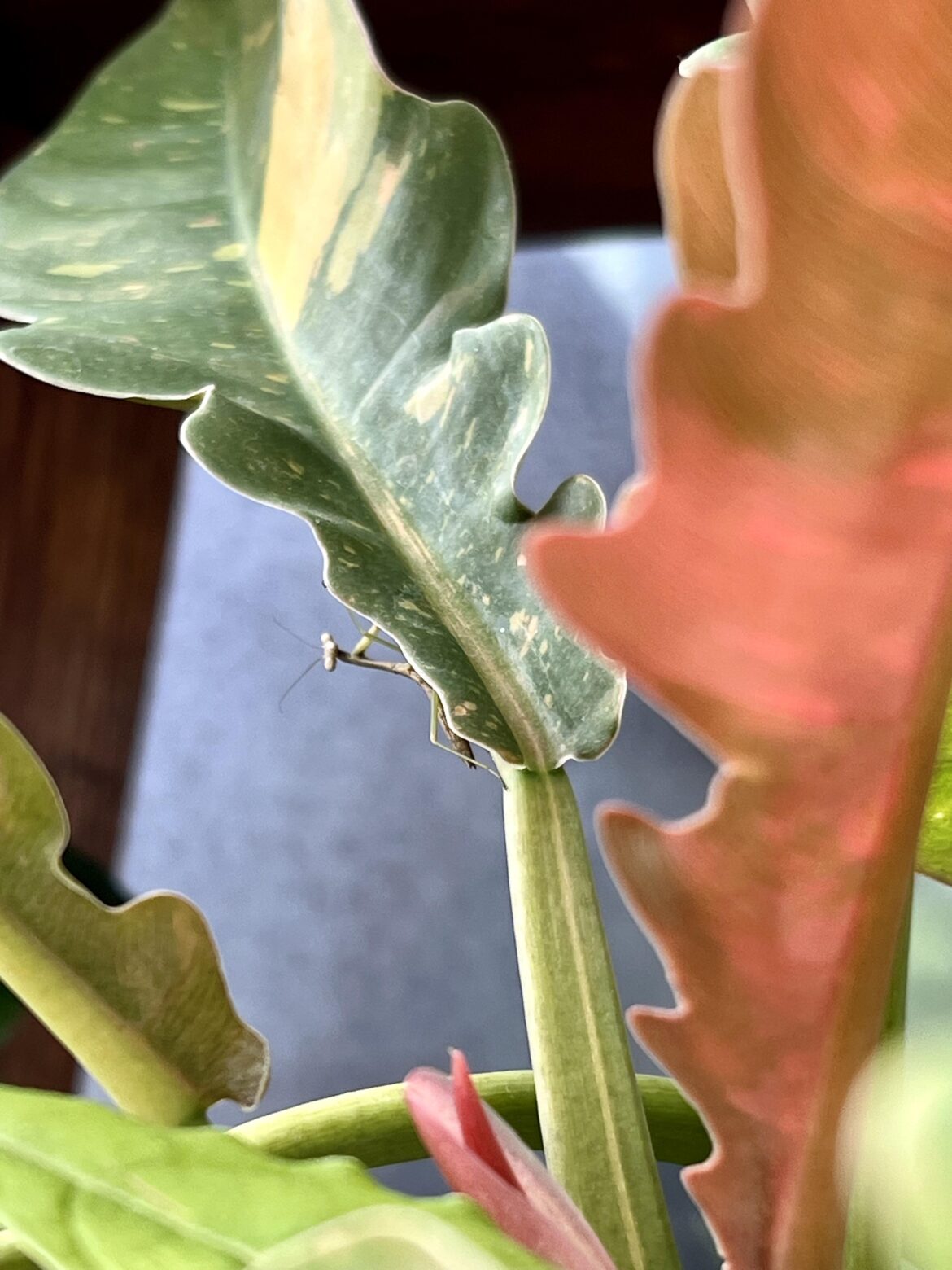 had a friendly visitor stop by