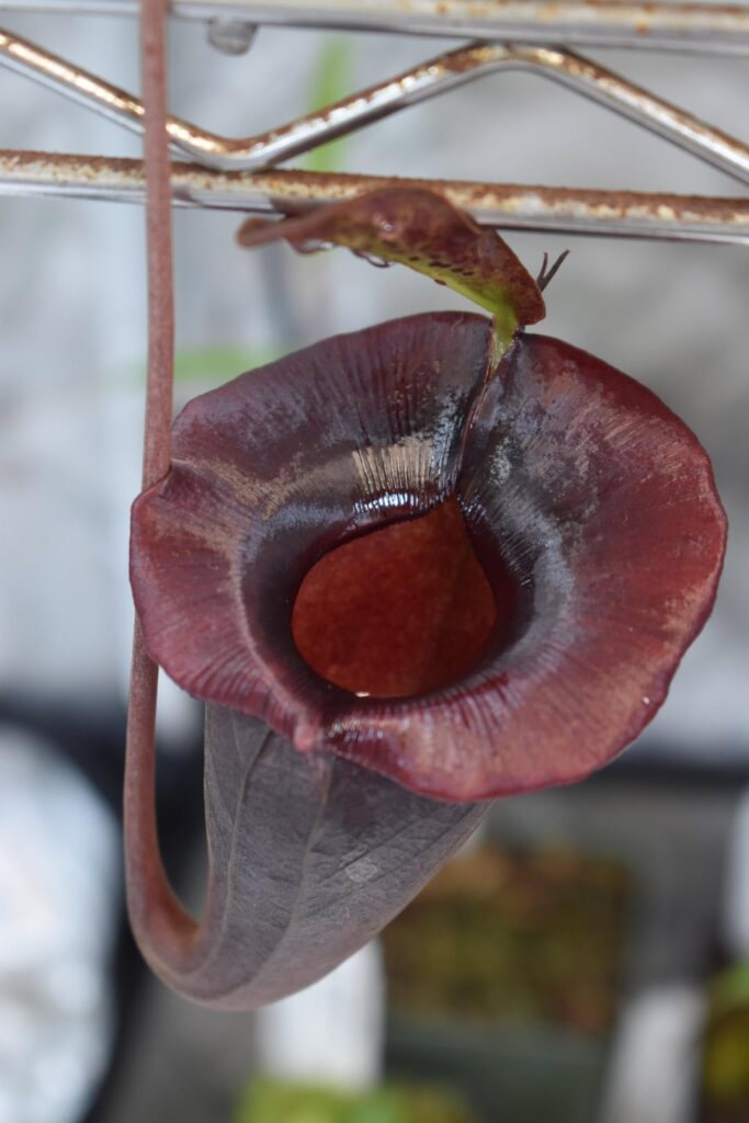 Out of all the so-called Sumatran “toilet bowl” Nepenthes, the flared, alien-like peristomes of N. jacquelineae have always been my favorite. This particular clone [Gunung Gadang, BE-3093] has particularly rich coloration.