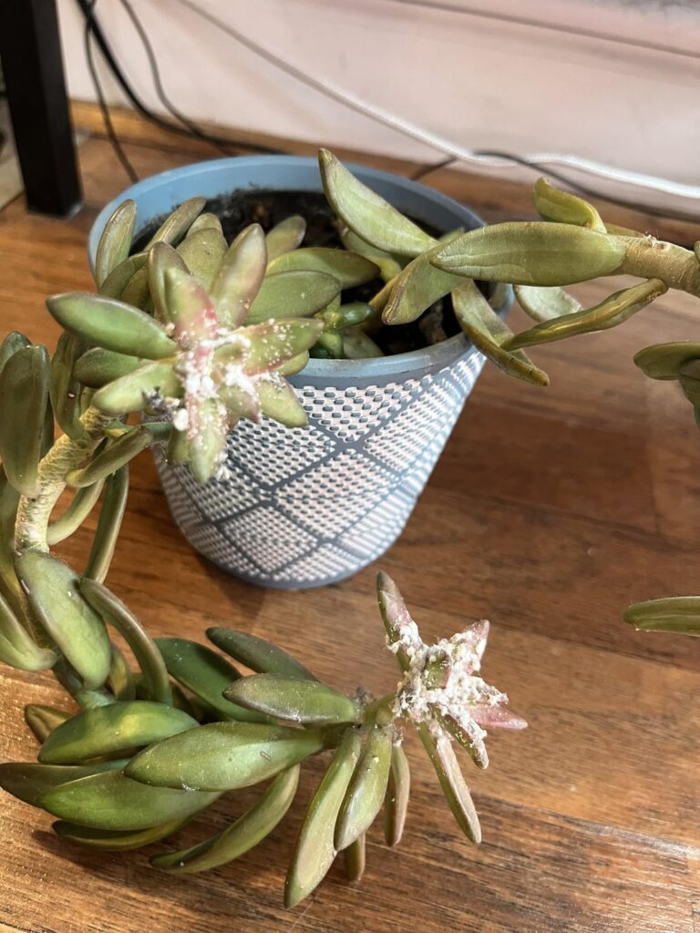 y’all seen this fluffy cottage cheese stuff on a succulent before?