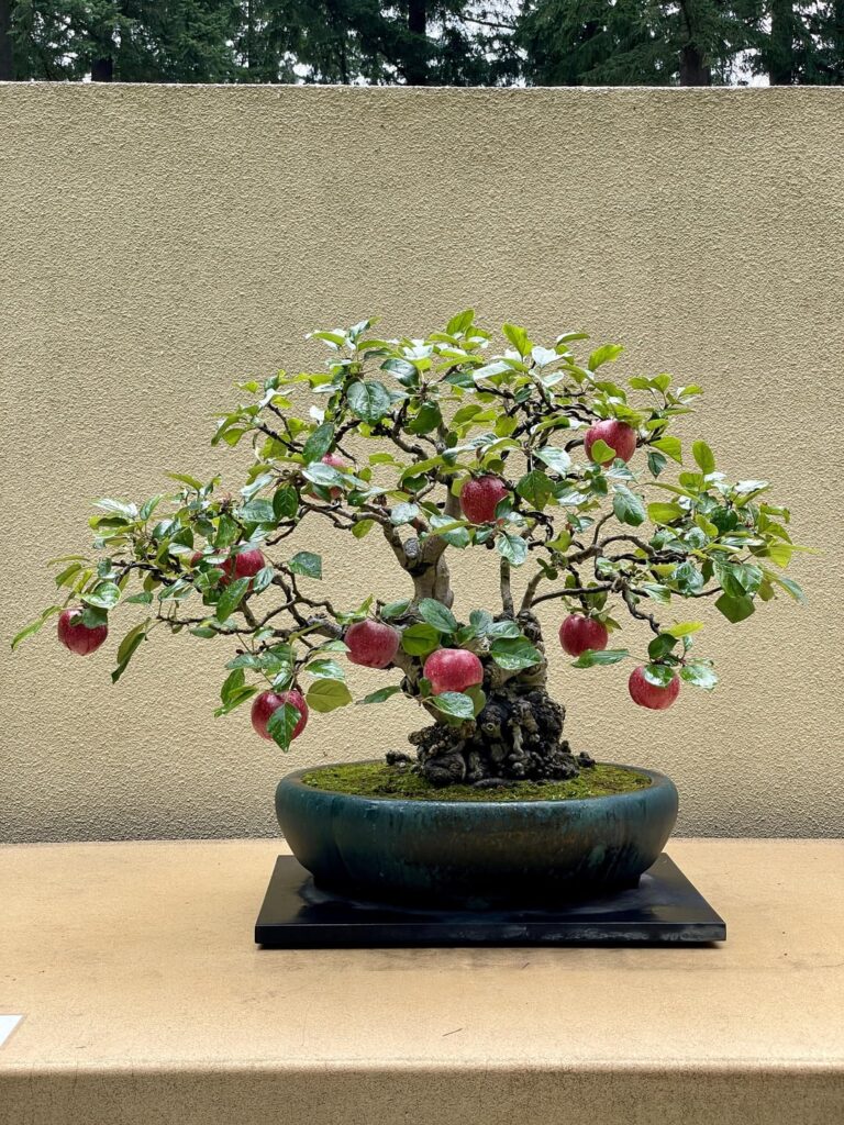 🍎 Incredible Apple Tree at Pacific Bonsai Museum