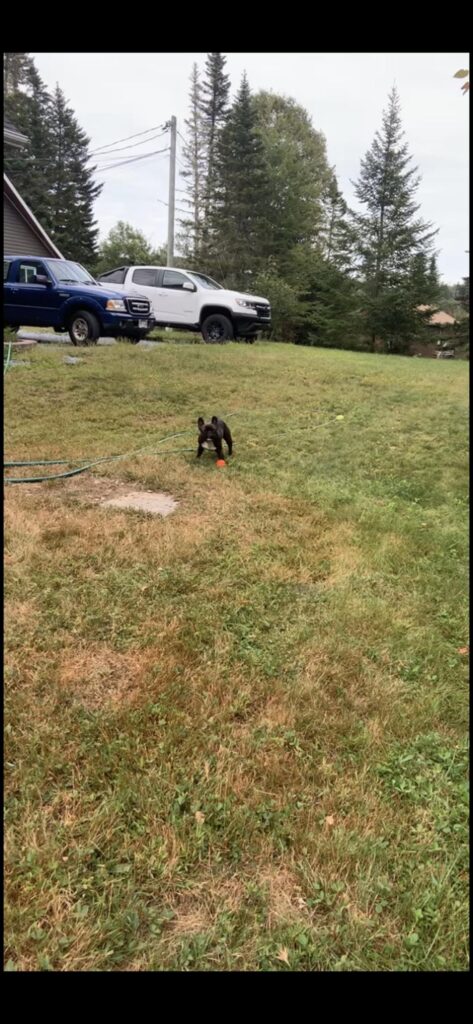 Lawn renovation over the last couple years!