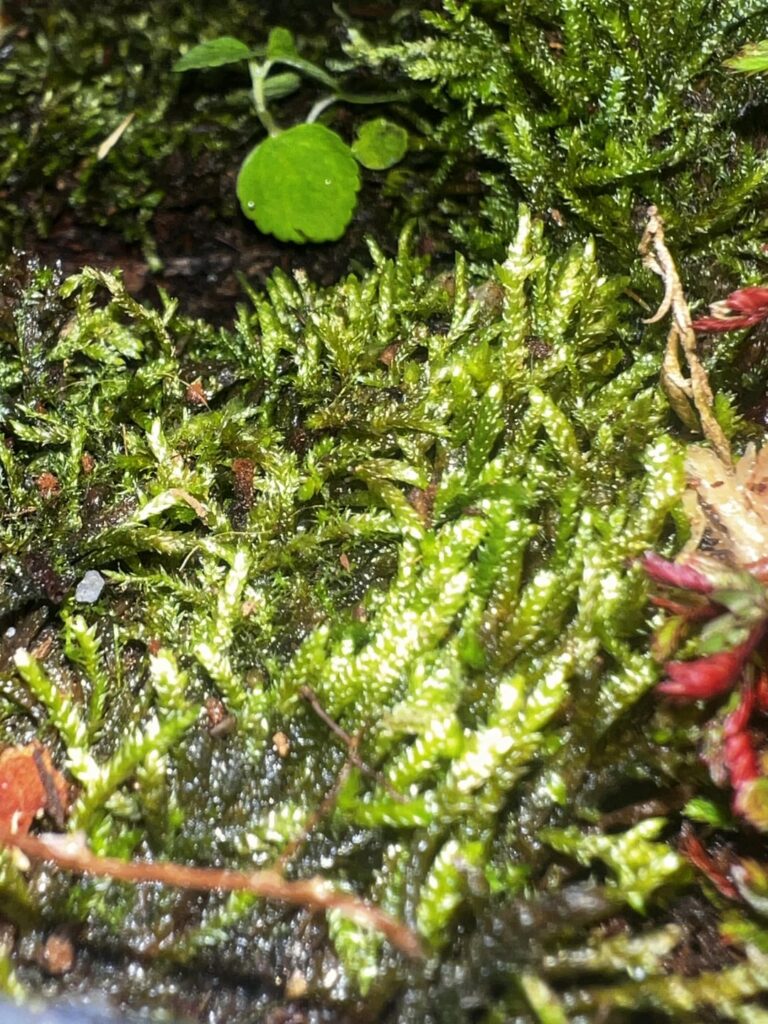 Sheet moss or feather??