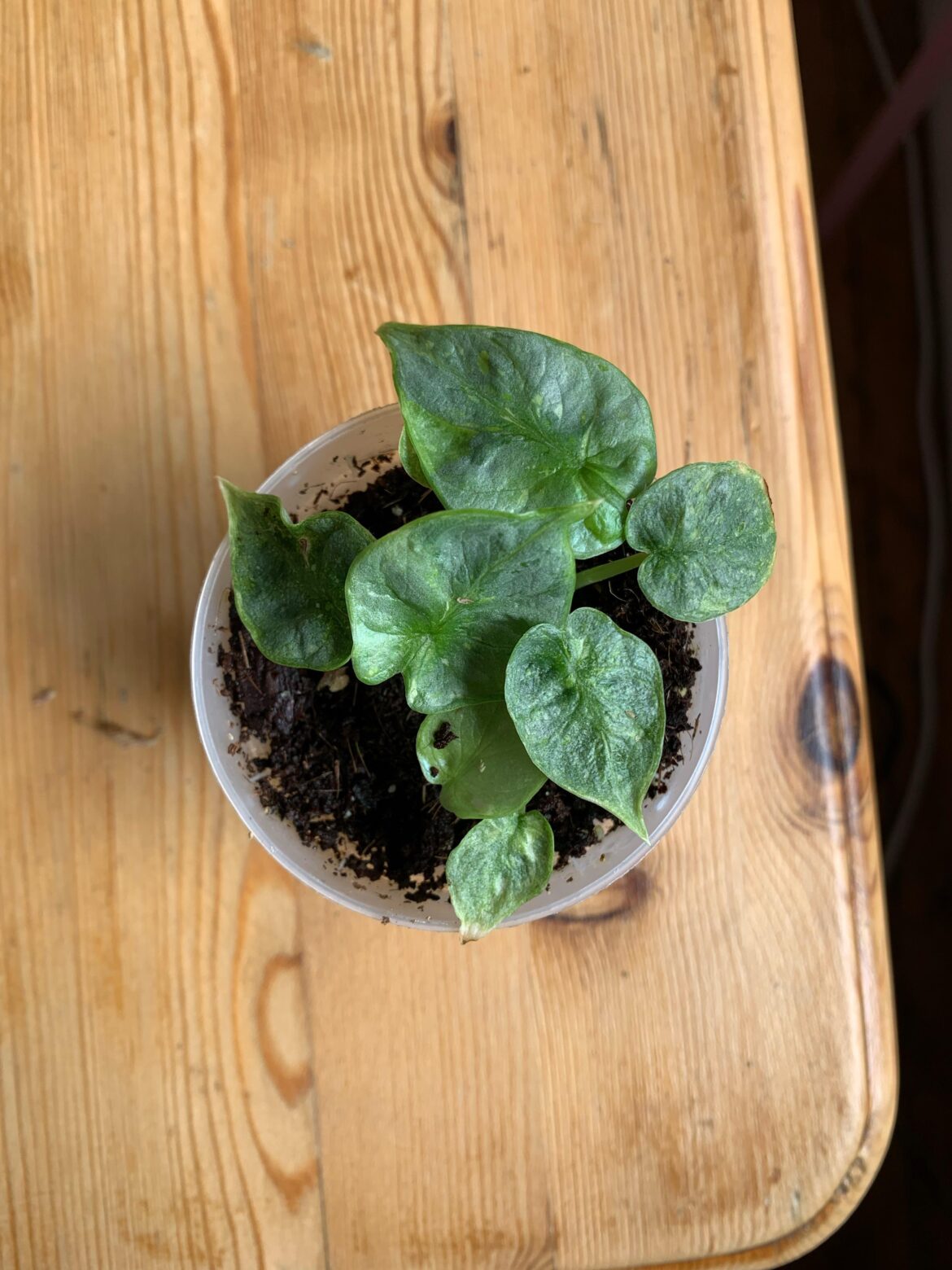 Alocasia dragonscale corm looking variegated?