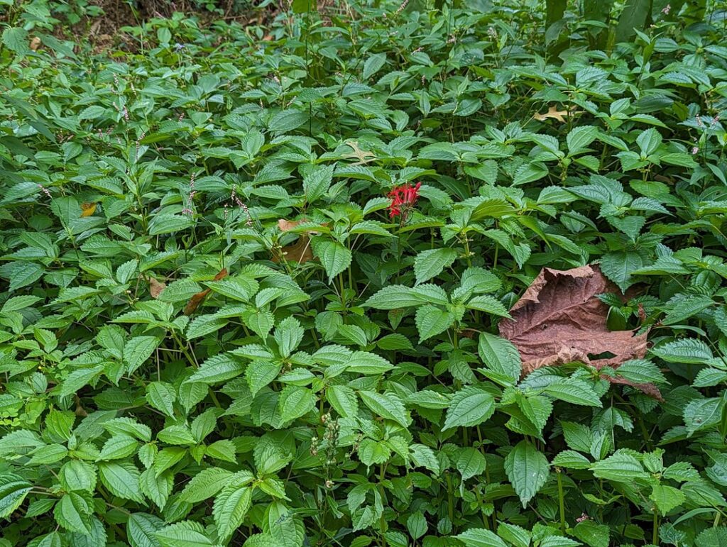 If cardinal flower did just a little bit worse, I could probably quit them...