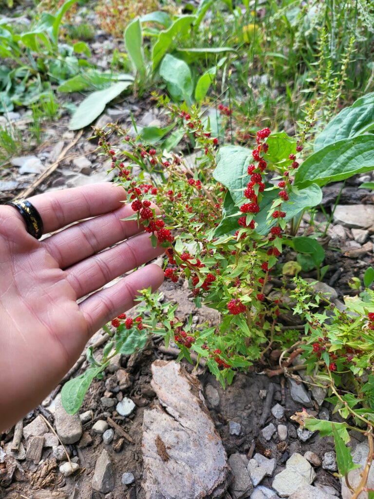 Please help identify