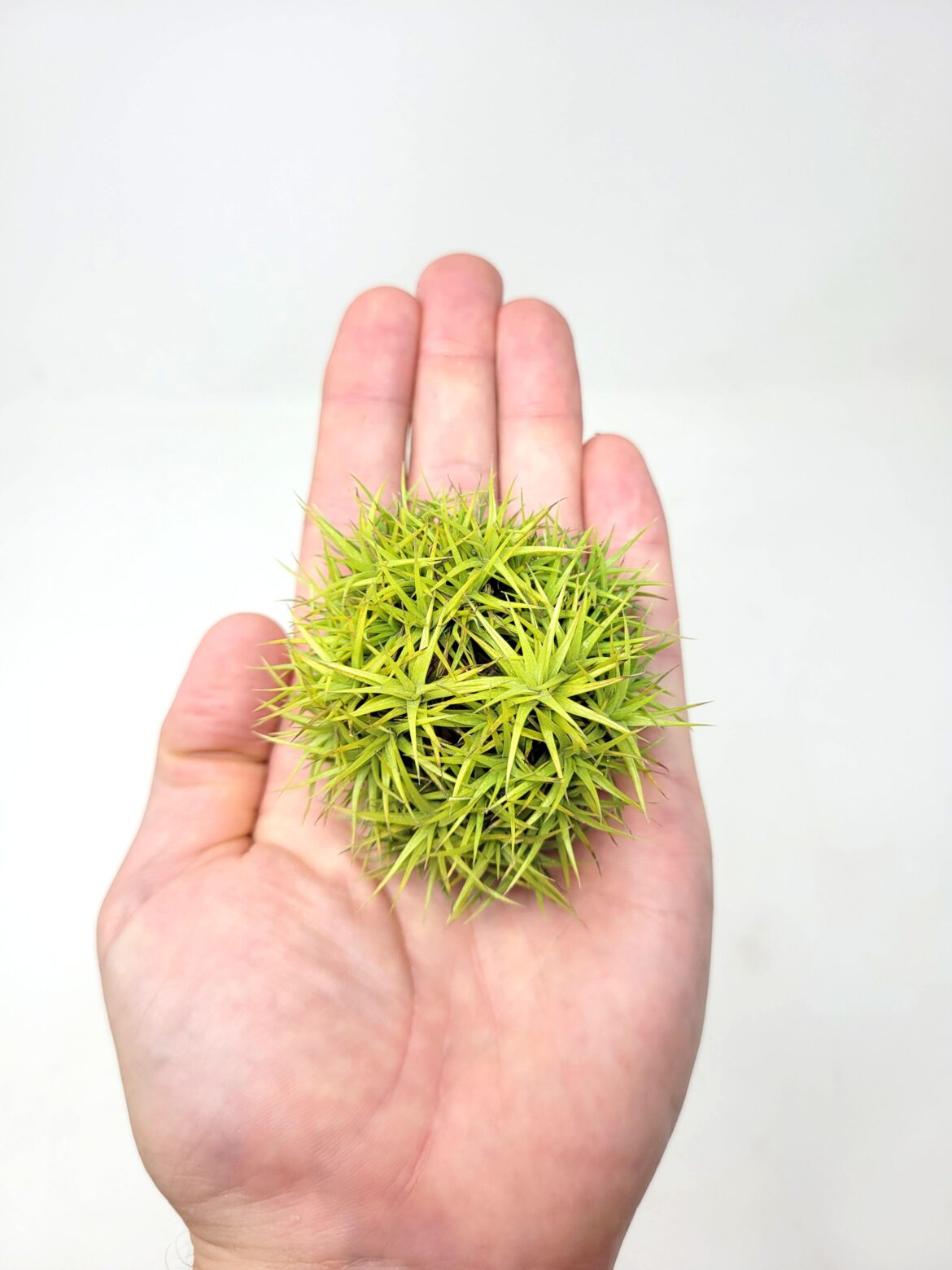 Tillandsia aeranthos Miniata MiniMini Me is rare, smaller, and has more leaves than the regular Tillandsia aeranthos. Producing offsets all year, it clumps rapidly and forms an attractive dense ball. The bright, lush green leaves in it’s compact size makes an almost moss-like appearance. ๐ Tillandsia aeranthos Miniata MiniMini Me is rare, smaller, and has more leaves than the regular Tillandsia aeranthos. Producing offsets all year, it clumps rapidly and forms an attractive dense ball. The bright, lush green leaves in it's compact size makes an almost moss-like appearance. ๐