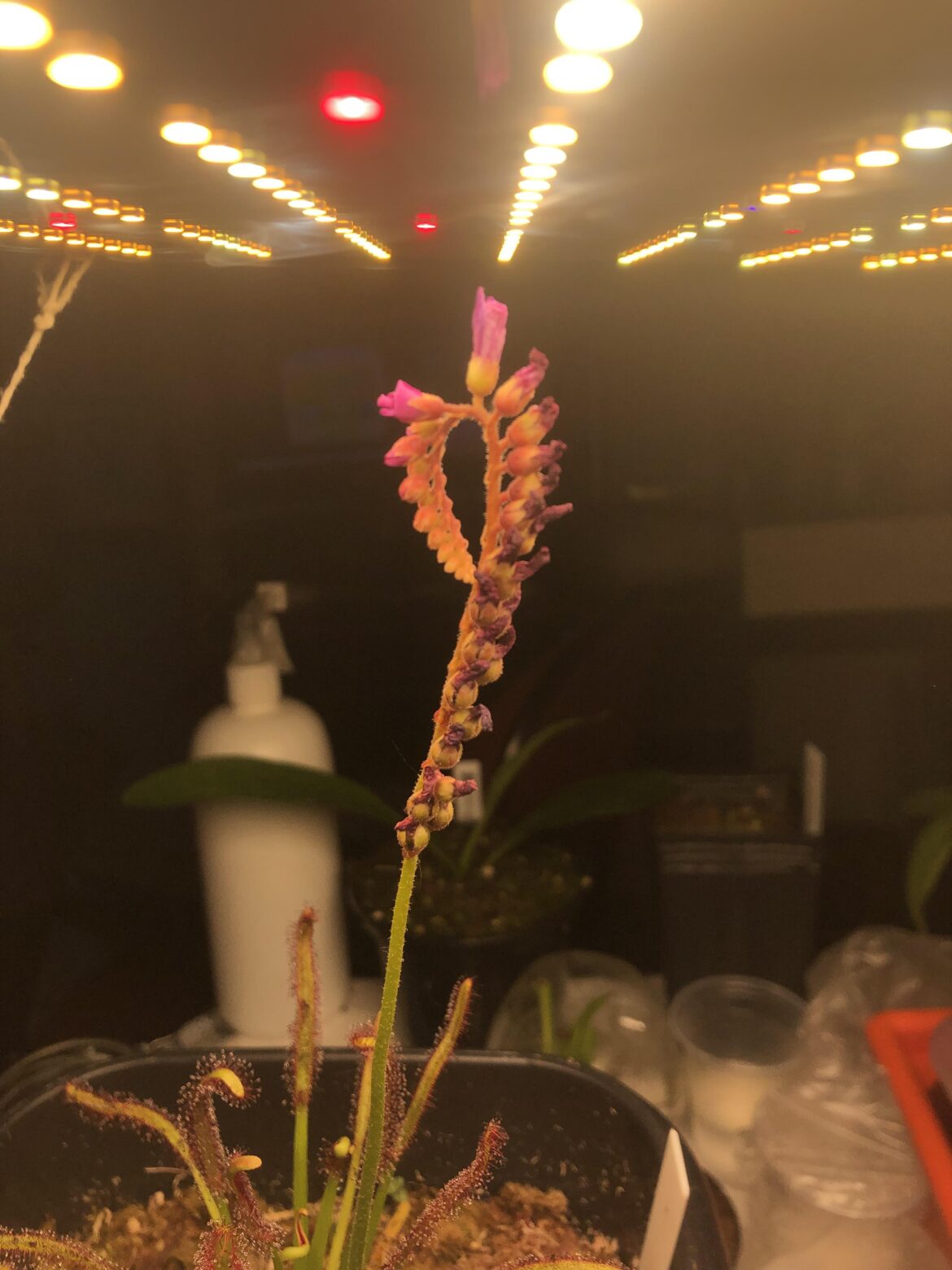 When is it the right time to harvest seeds from this? Should I wait for all the flowers to open?