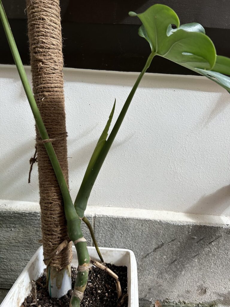 First leaf and it’s with Inner fenestration after 2 month of waiting