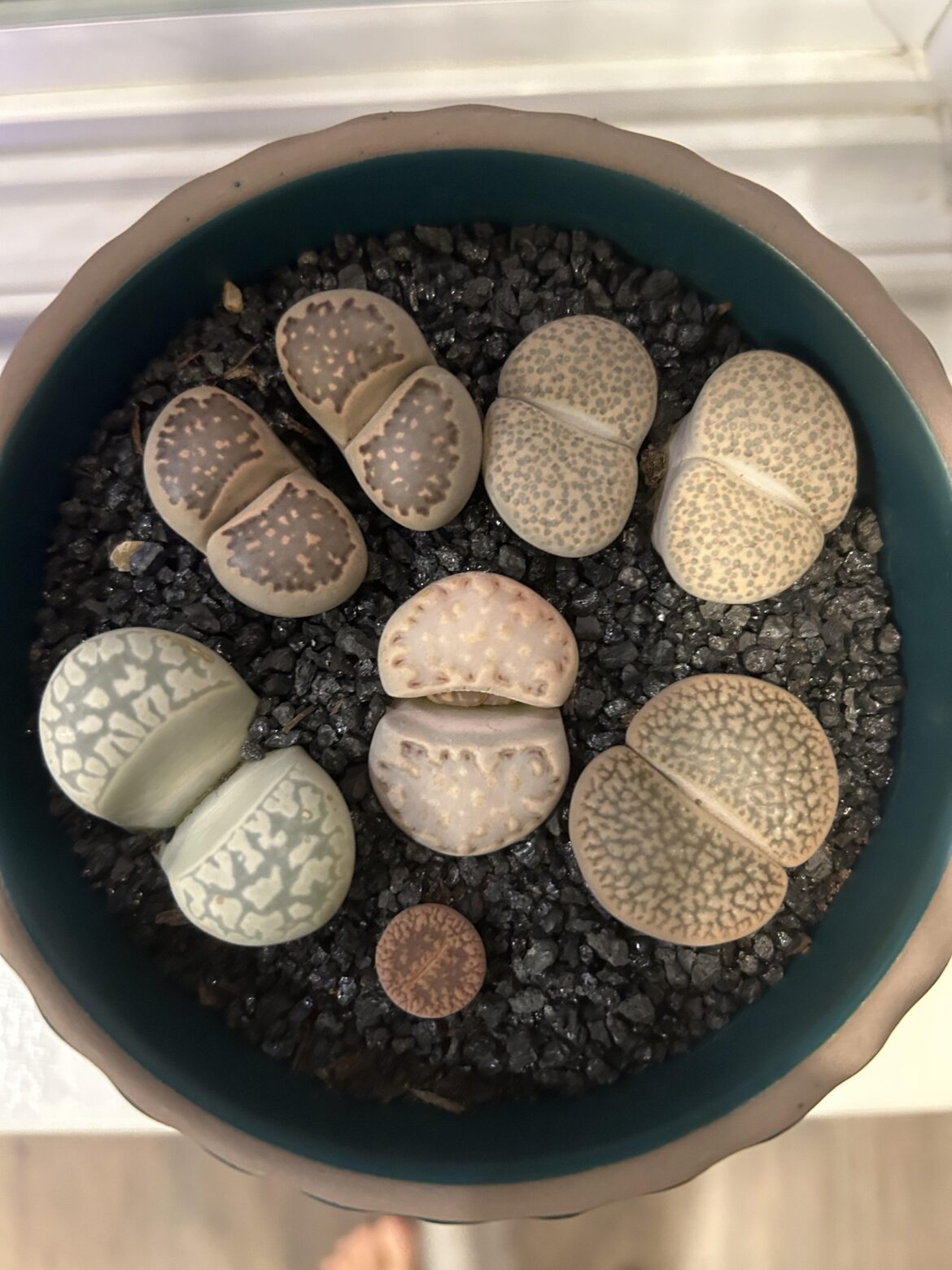 Identification and repotting Identification and repotting