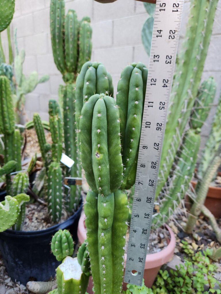 Would anyone be down for a sub entirely on aeroponics/hydroponic cactus growing? it would be neat to get more people into it. Pic for attention 😊