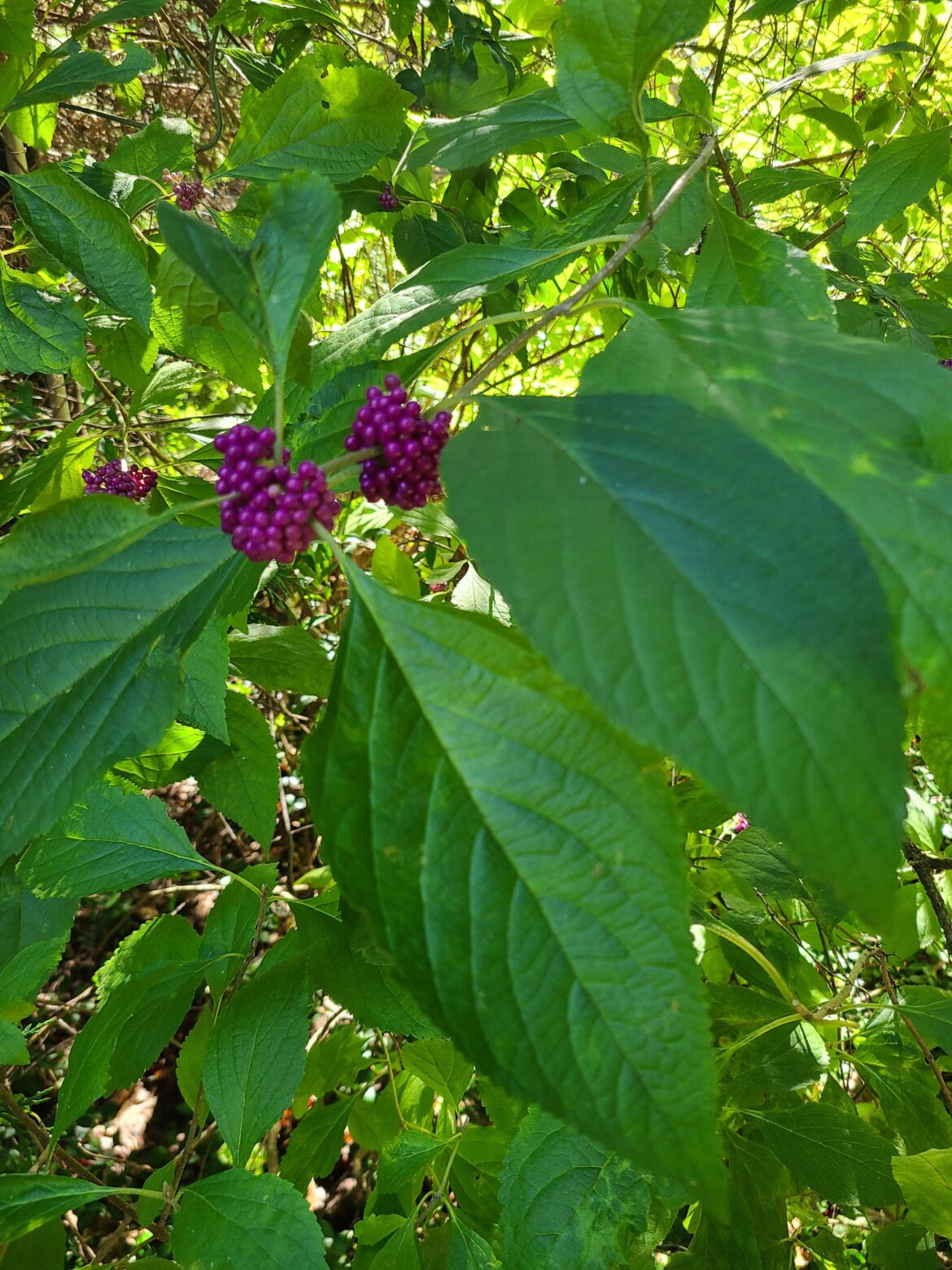 Berry Producing Small Tree Berry Producing Small Tree