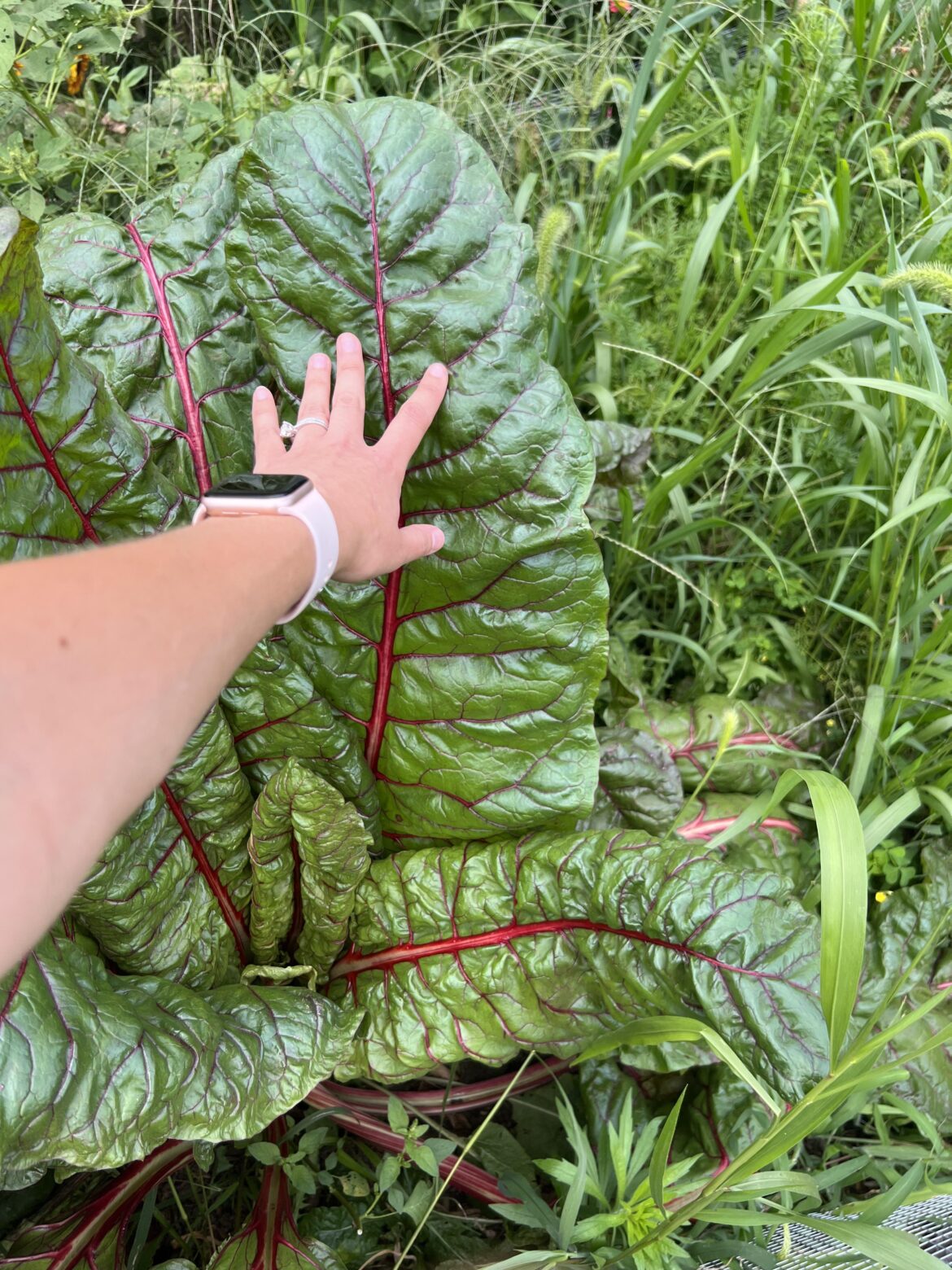 My neighbors Swiss chard - my hand for size